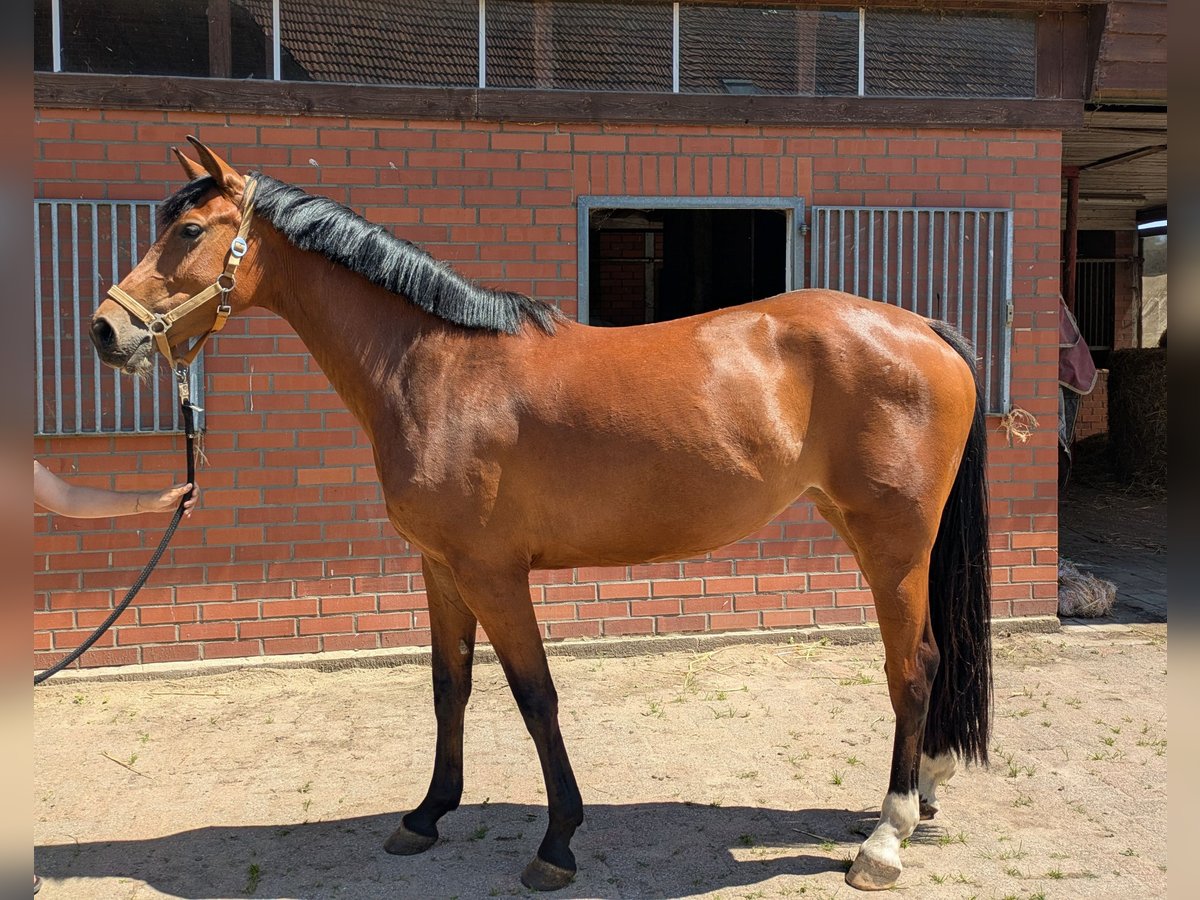 Westfale Stute 4 Jahre 162 cm Brauner in Petershagen