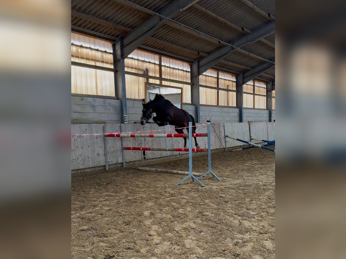 Westfale Stute 4 Jahre 162 cm Brauner in Vlotho