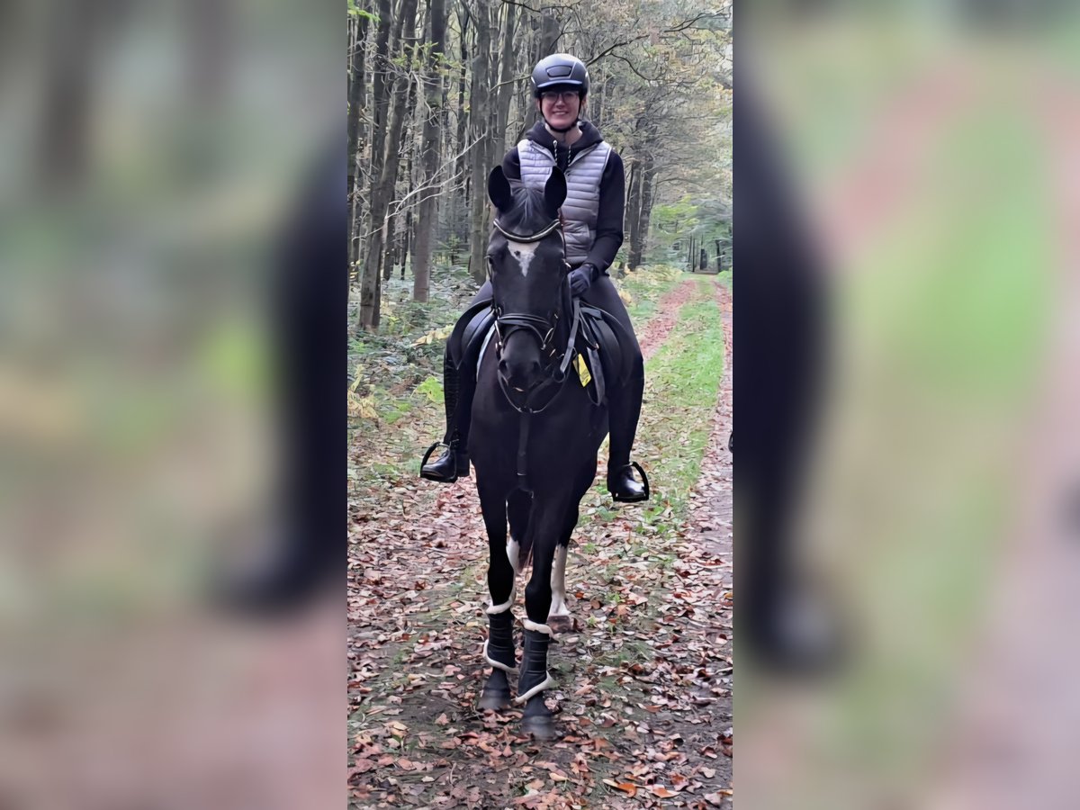 Westfale Stute 4 Jahre 162 cm Schwarzbrauner in Raesfeld