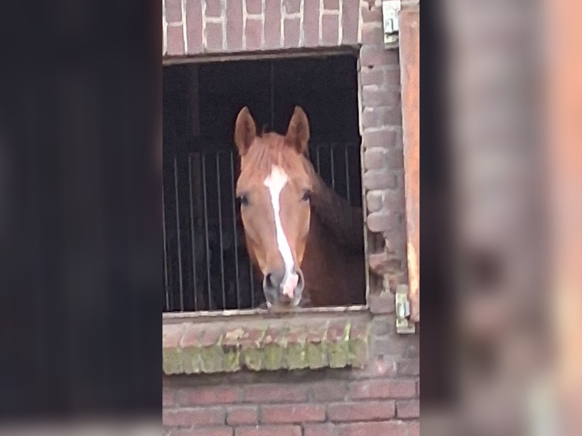 Westfale Stute 4 Jahre 163 cm Dunkelfuchs in Borken