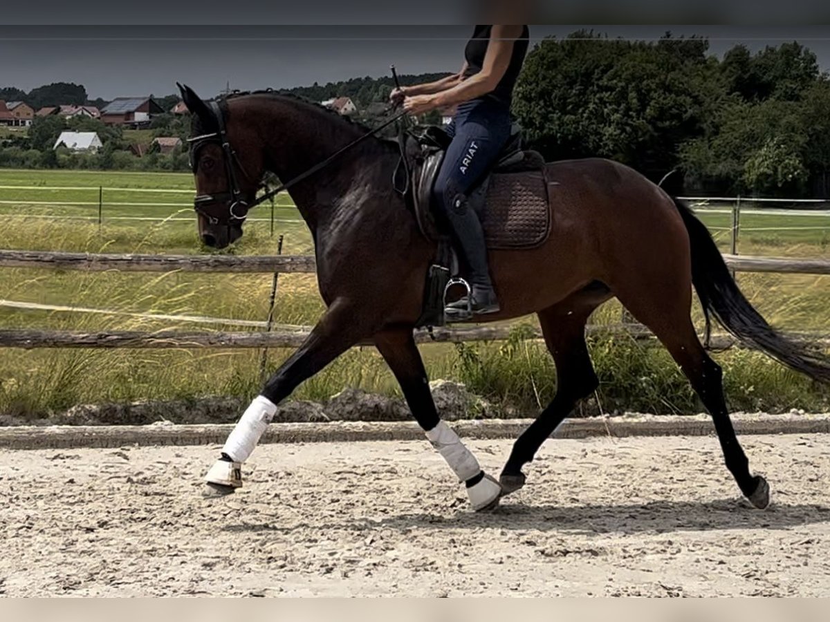Westfale Stute 4 Jahre 165 cm Brauner in Lichtenfels