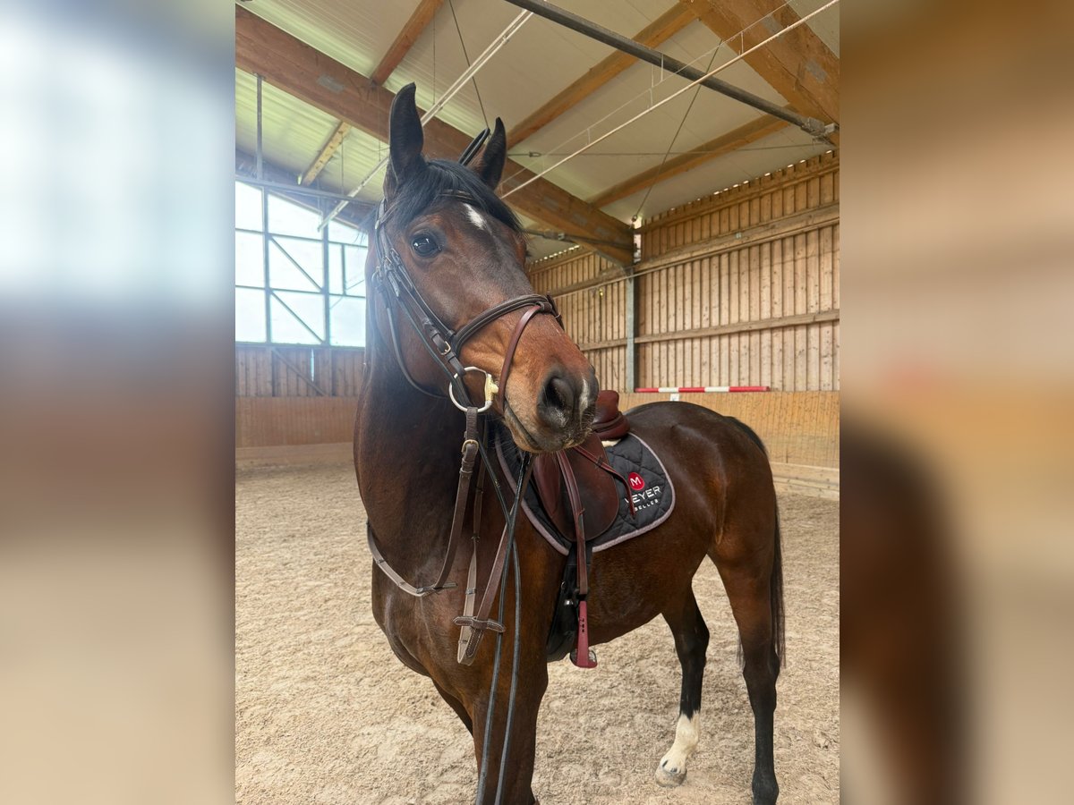 Westfale Stute 4 Jahre 165 cm Brauner in Feichten