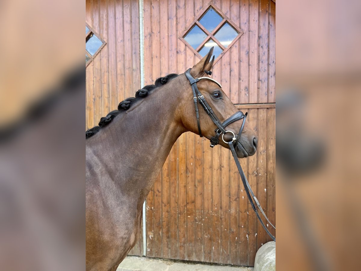 Westfale Stute 4 Jahre 165 cm Dunkelbrauner in M&#xFC;nster