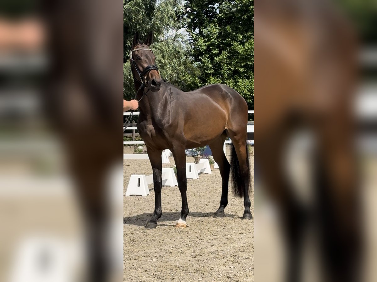Westfale Stute 4 Jahre 165 cm Dunkelbrauner in Wesel