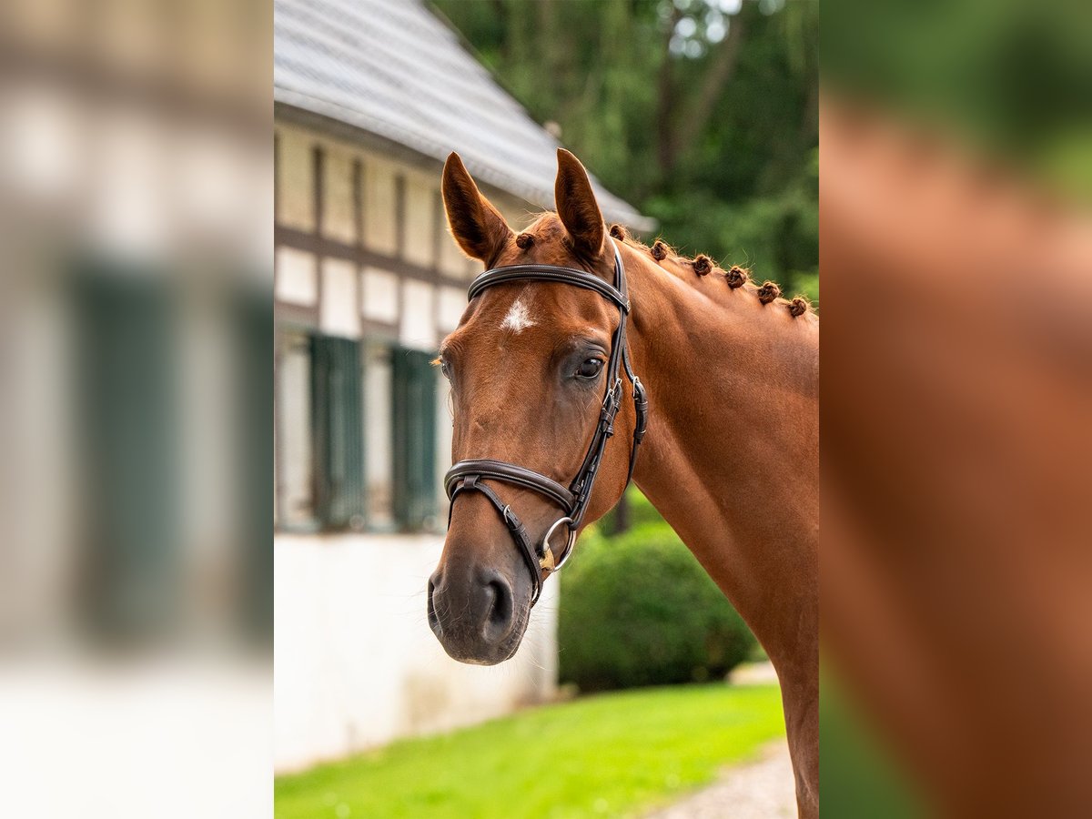 Westfale Stute 4 Jahre 165 cm Fuchs in Herford