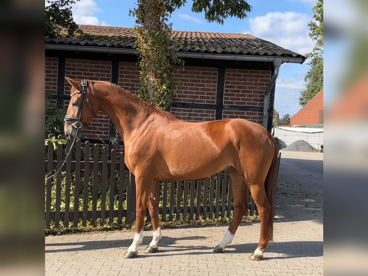 Westfale, Stute in Telgte