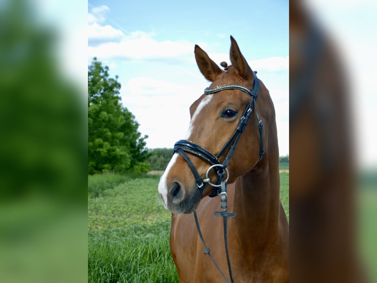 Westfale Stute 4 Jahre 165 cm Fuchs in Soest