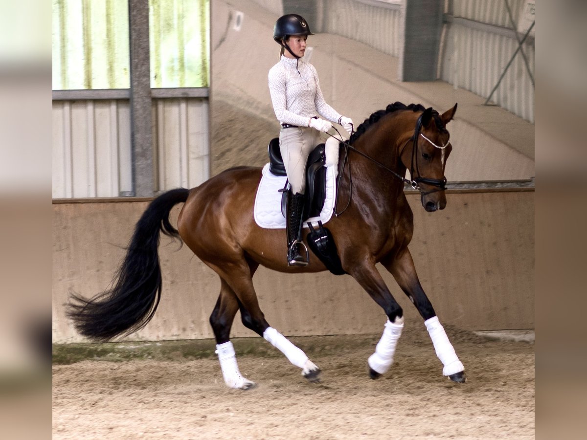 Westfale Stute 4 Jahre 166 cm Brauner in Ahaus