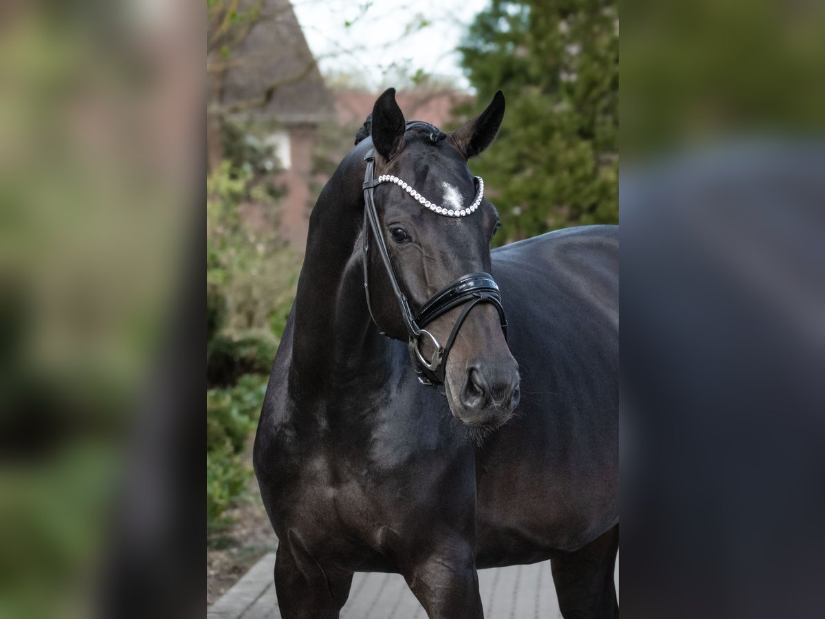 Westfale Stute 4 Jahre 166 cm Brauner in Lippetal