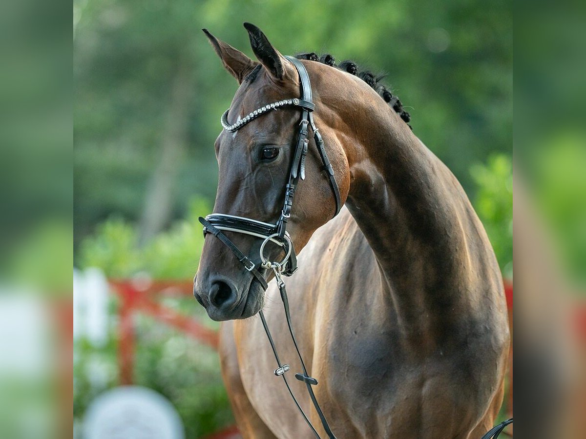 Westfale Stute 4 Jahre 166 cm Brauner in Münster-Handorf