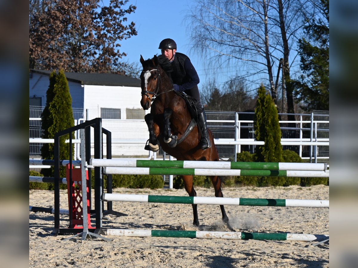Westfale Stute 4 Jahre 166 cm Brauner in Wysin