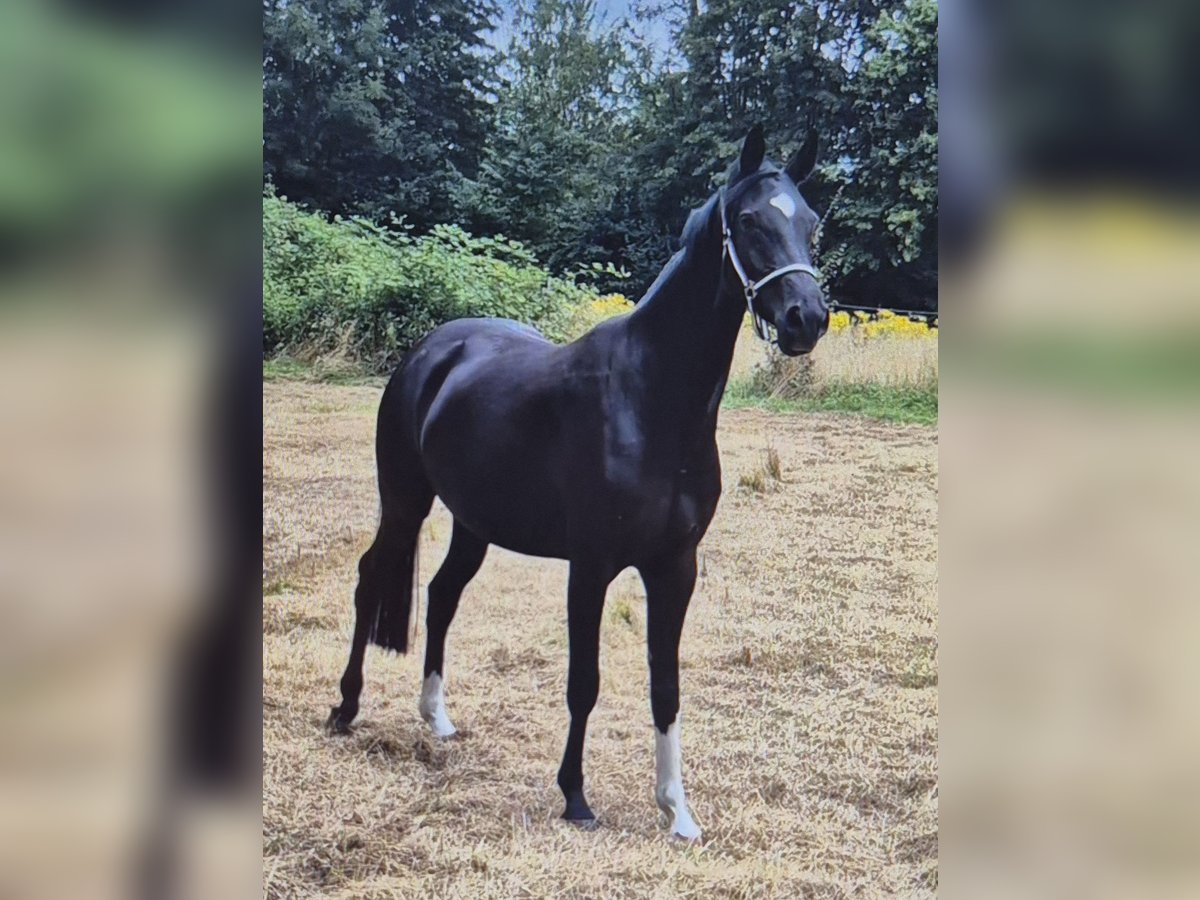 Westfale Stute 4 Jahre 166 cm Rappe in Minden