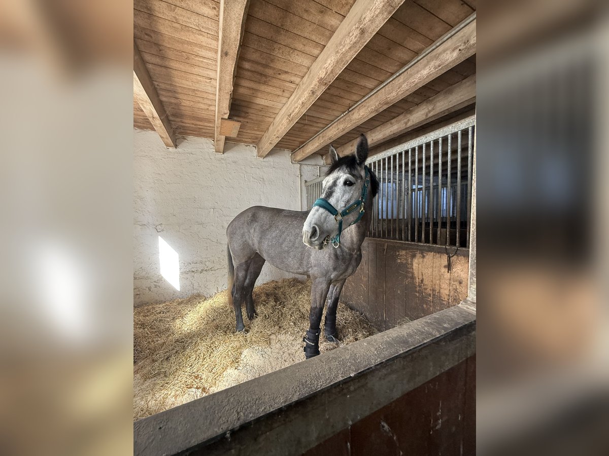Westfale Stute 4 Jahre 167 cm Apfelschimmel in Wiernsheim