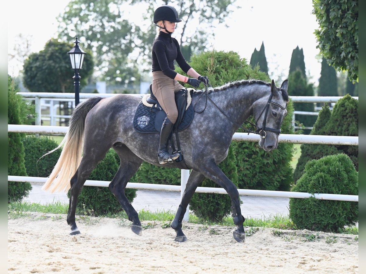 Westfale Stute 4 Jahre 167 cm Apfelschimmel in Wysin