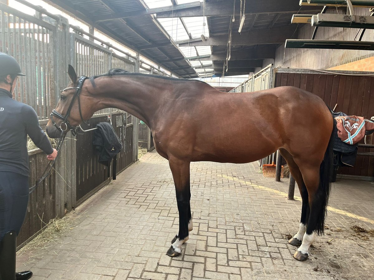 Westfale Stute 4 Jahre 167 cm Brauner in Lippetal