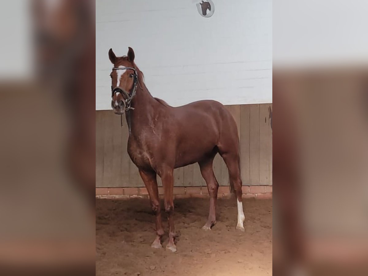 Westfale Stute 4 Jahre 167 cm Fuchs in Senden
