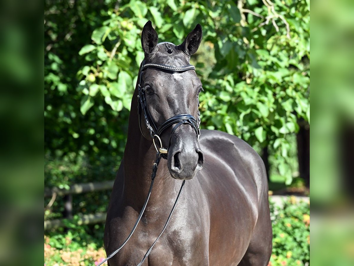 Westfale Stute 4 Jahre 167 cm Schwarzbrauner in Bad Bevensen