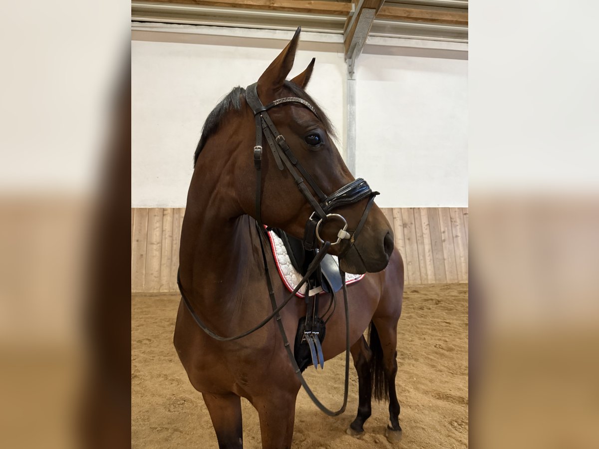 Westfale Stute 4 Jahre 168 cm Brauner in Tober