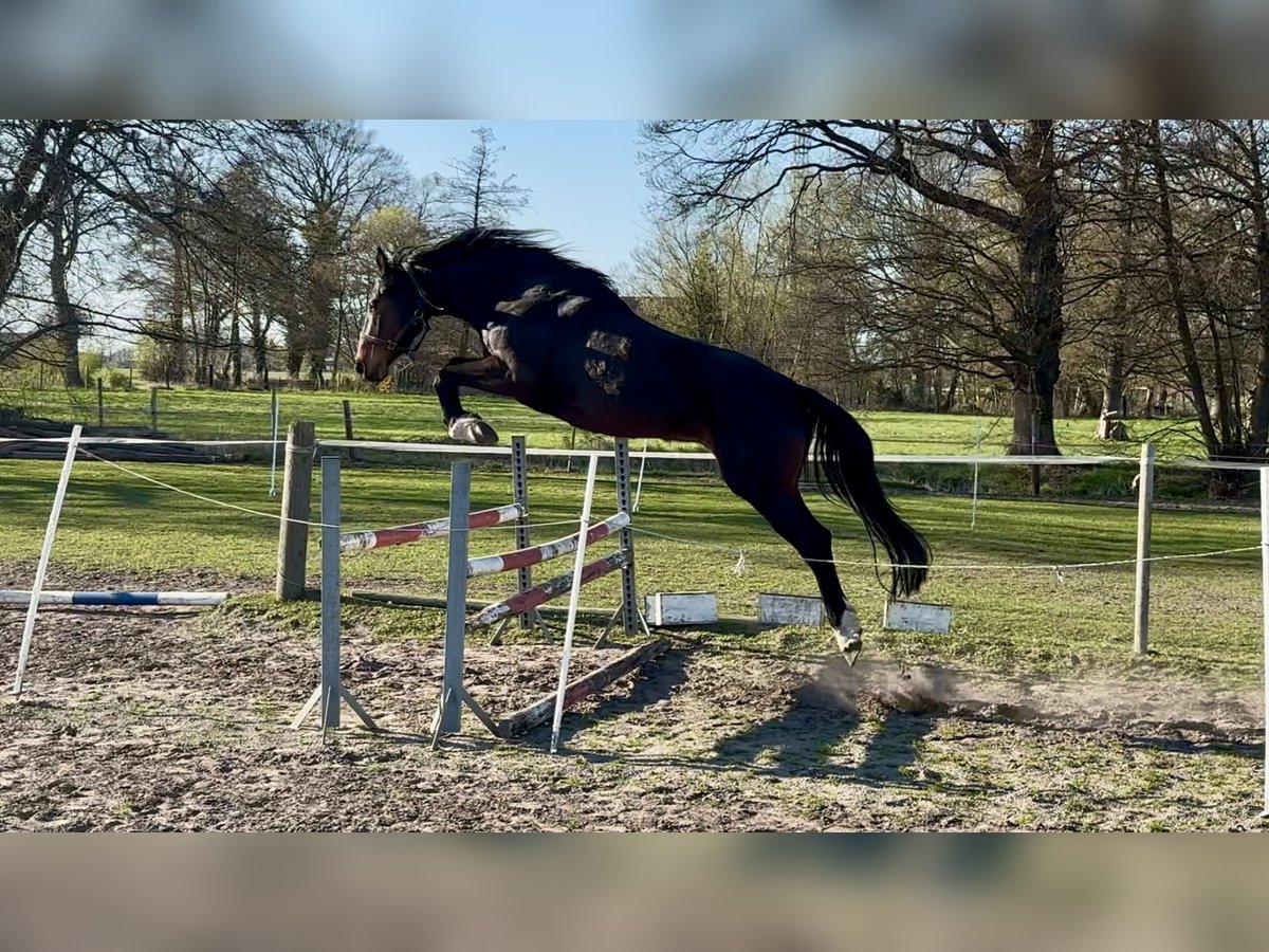 Westfale Stute 4 Jahre 168 cm Dunkelbrauner in Hille