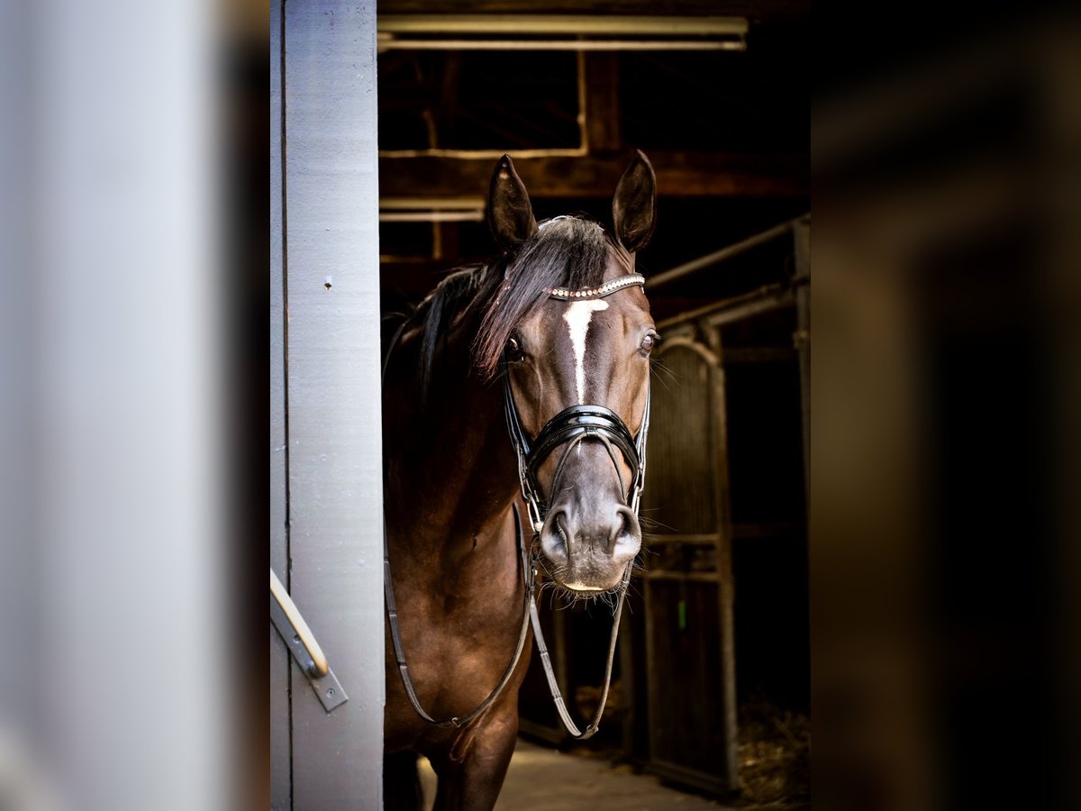 Westfale Stute 4 Jahre 168 cm Rappe in Coesfeld