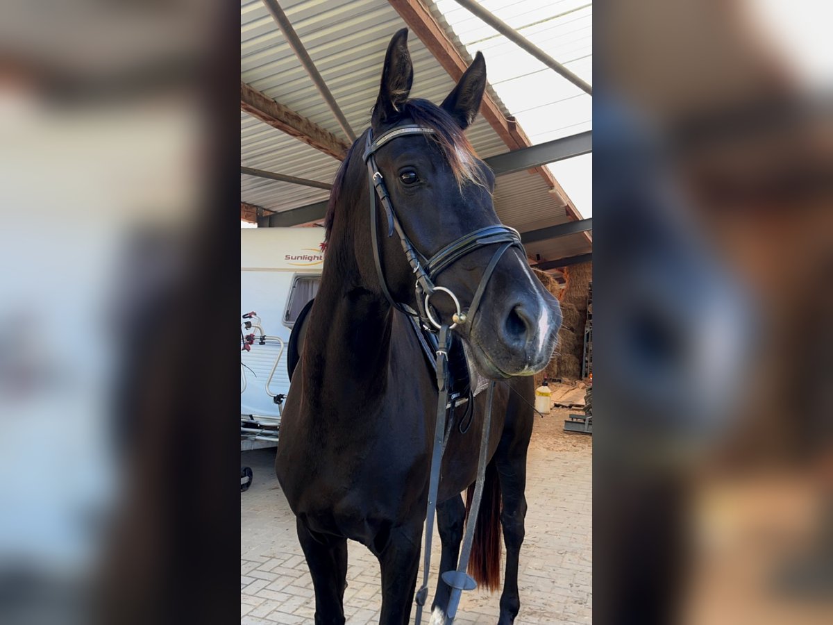 Westfale Stute 4 Jahre 168 cm Rappe in Versmold