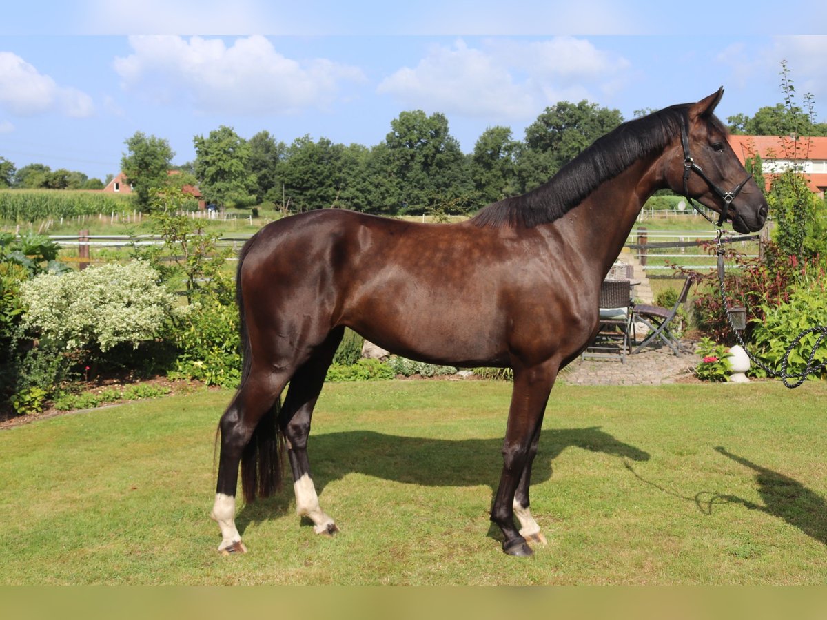 Westfale Stute 4 Jahre 168 cm Schwarzbrauner in Emsdetten