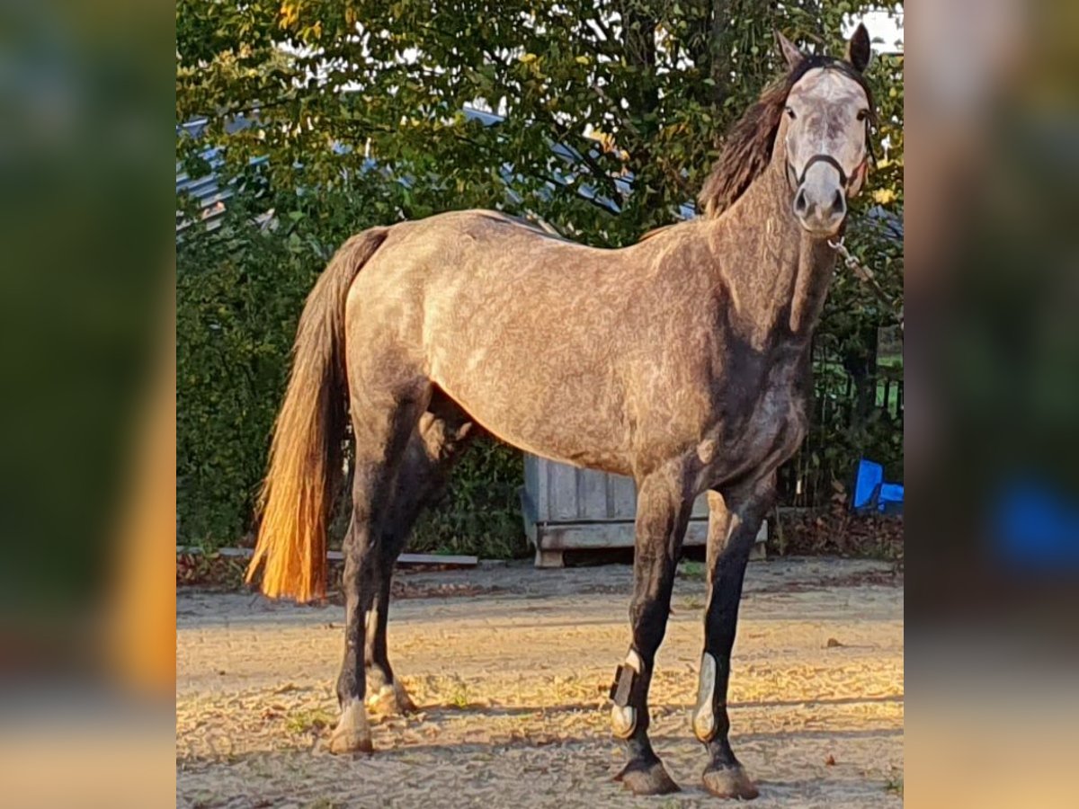 Westfale Stute 4 Jahre 169 cm Rappschimmel in Menden