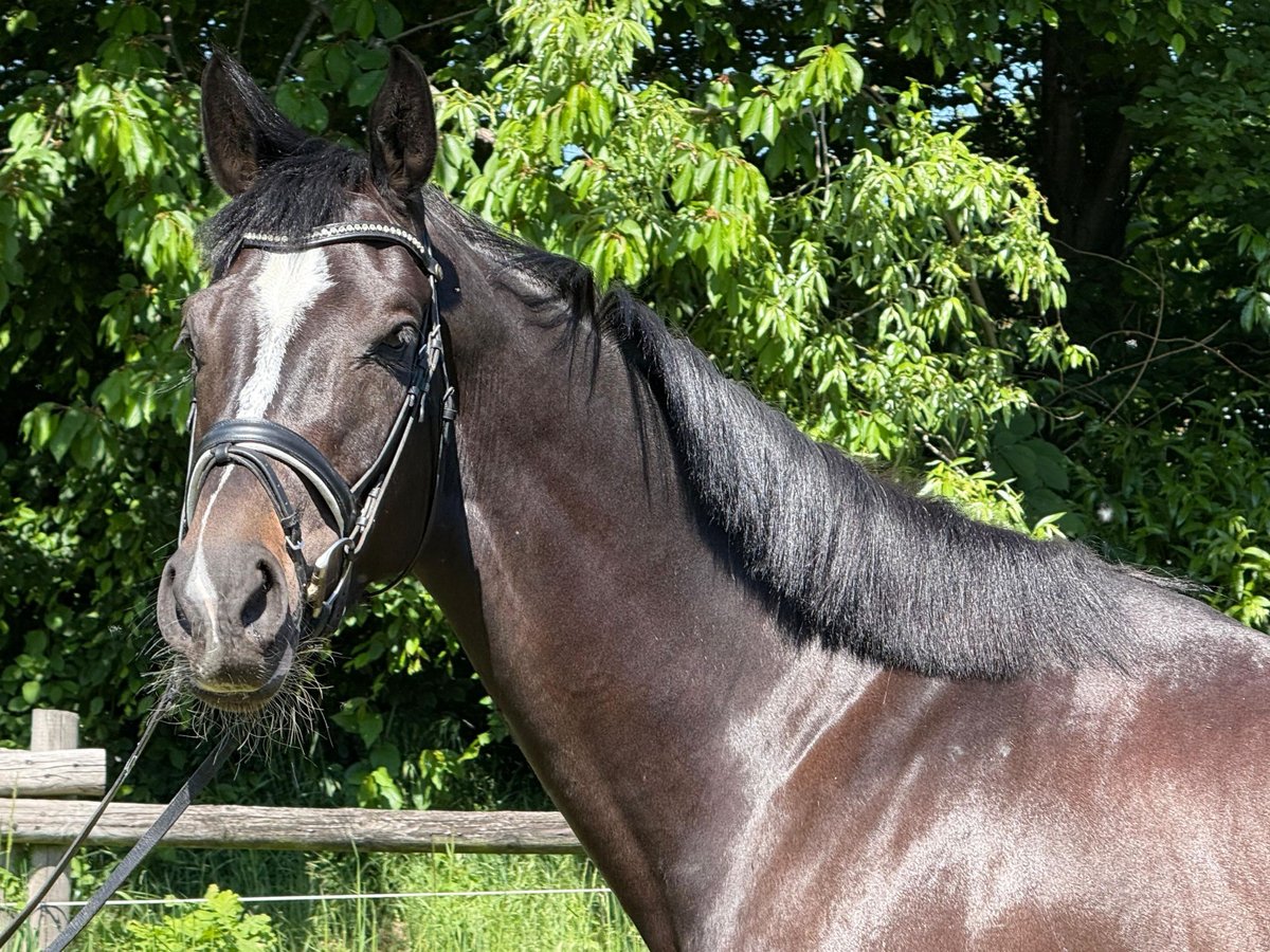 Westfale Stute 4 Jahre 170 cm Schwarzbrauner in L&#xFC;nen
