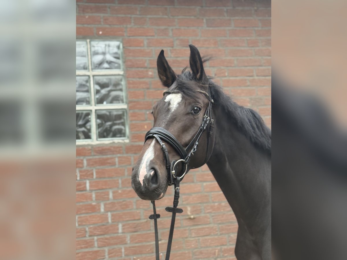 Westfale Stute 4 Jahre 172 cm Dunkelbrauner in Rietberg