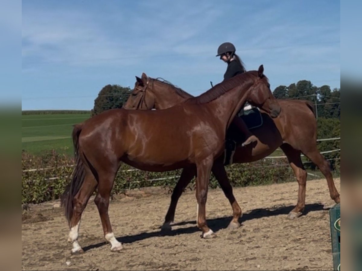 Westfale Stute 4 Jahre 172 cm Fuchs in Hauzenberg