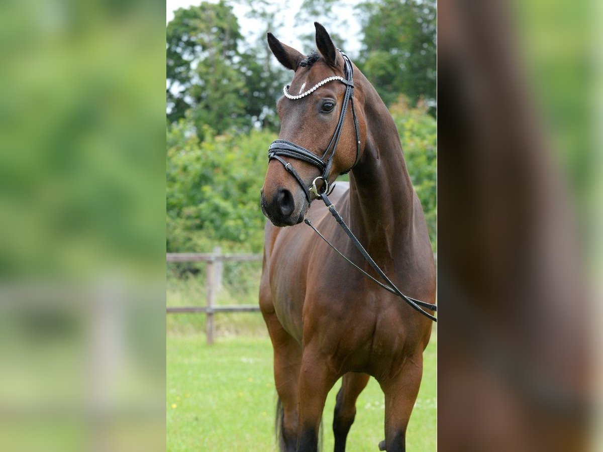 Westfale Stute 4 Jahre 173 cm in Sassenberg