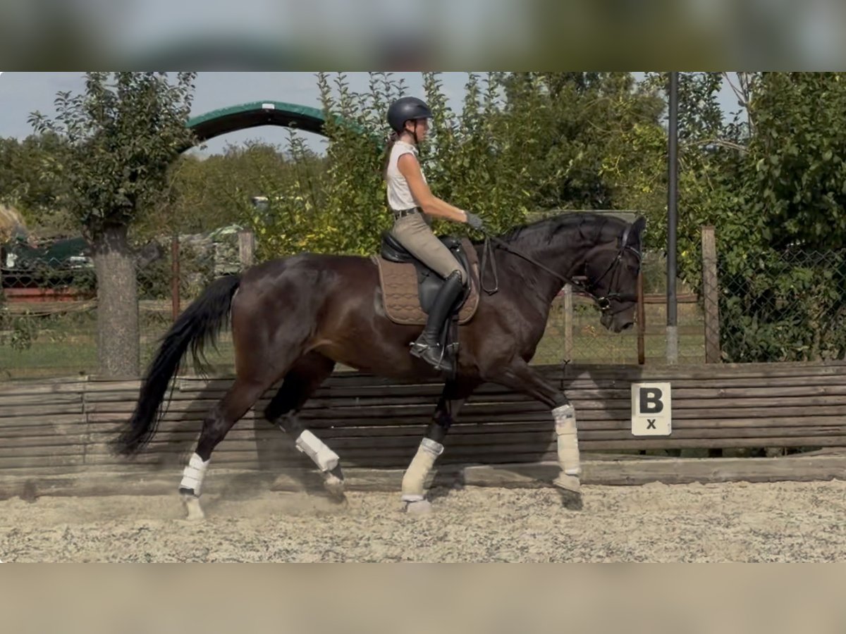 Westfale, Stute in Velpke
