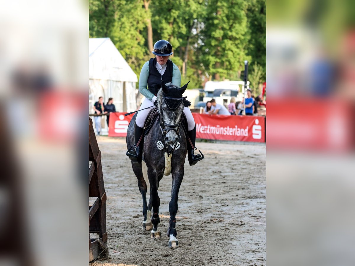 Westfale Stute 4 Jahre 173 cm Schimmel in M&#xFC;nster