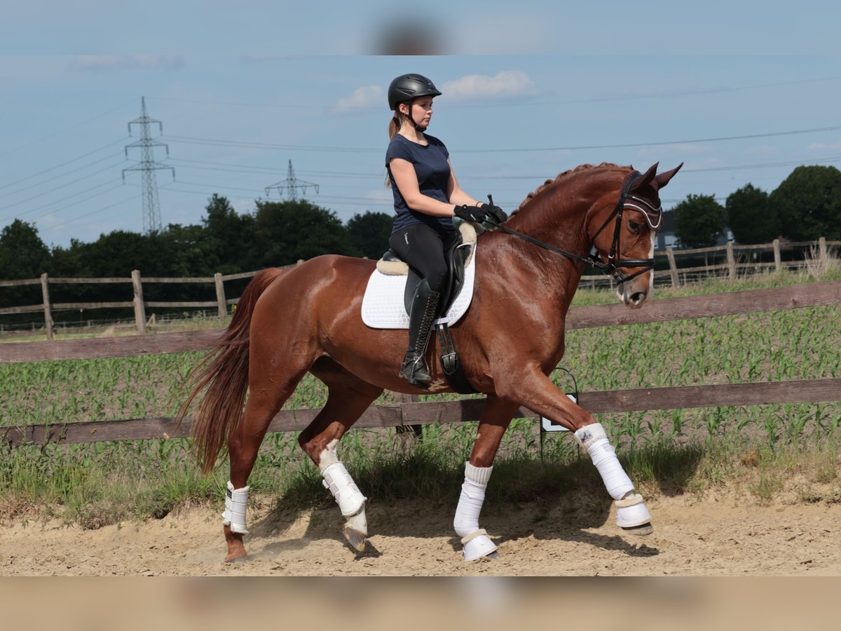 Westfale Stute 4 Jahre 175 cm Fuchs in Greven
