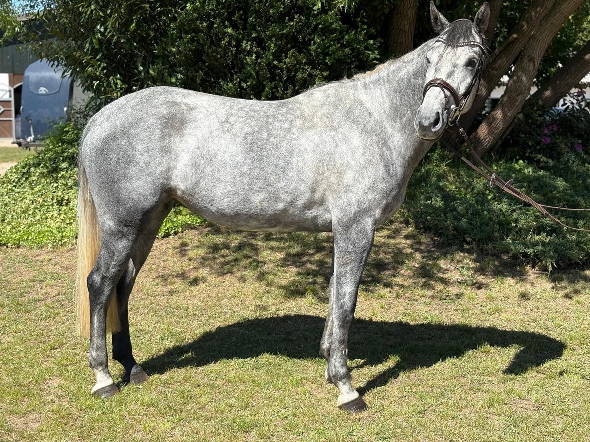 Westfale Stute 4 Jahre Apfelschimmel in Pogeez