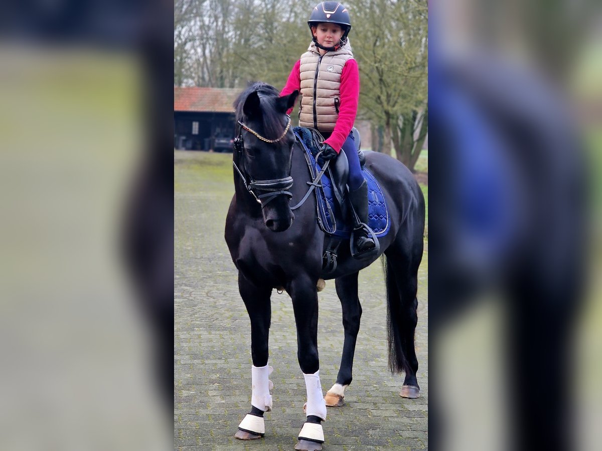 Westfale Stute 5 Jahre 158 cm Rappe in Warendorf