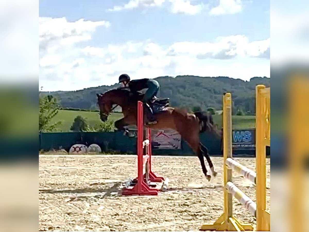 Westfale Stute 5 Jahre 161 cm Brauner in Lindlar