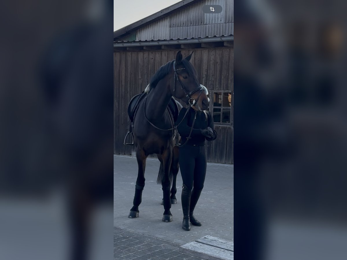 Westfale Stute 5 Jahre 162 cm Dunkelbrauner in Drolshagen