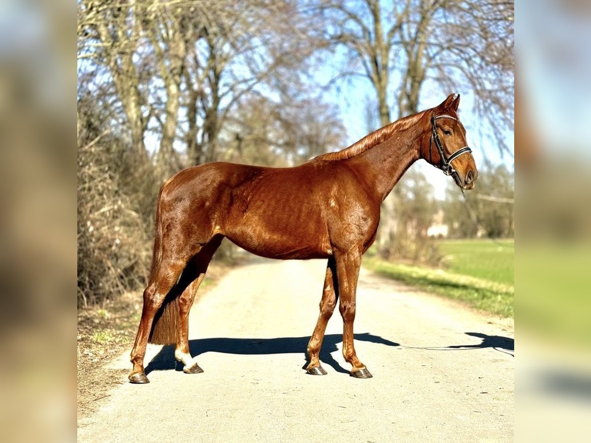 Westfale Stute 5 Jahre 163 cm Fuchs in Kerpen