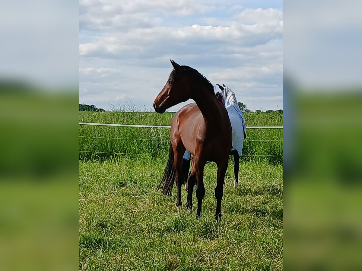Westfale Stute 5 Jahre 164 cm Brauner in Welver