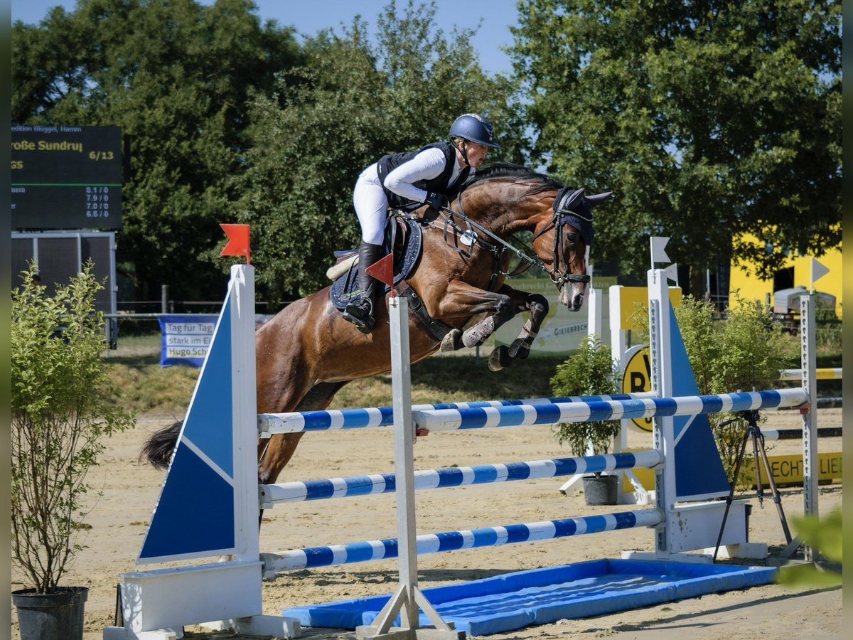 Westfale, Stute in Sendenhorst