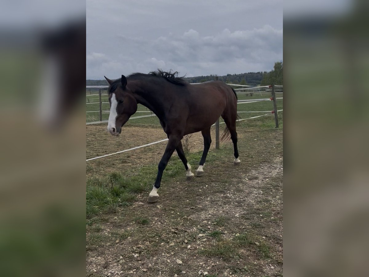 Westfale, Stute in Westhausen