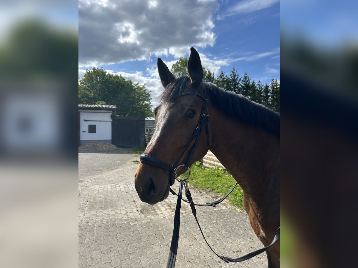 Westfale Stute 5 Jahre 166 cm Brauner in Sundern