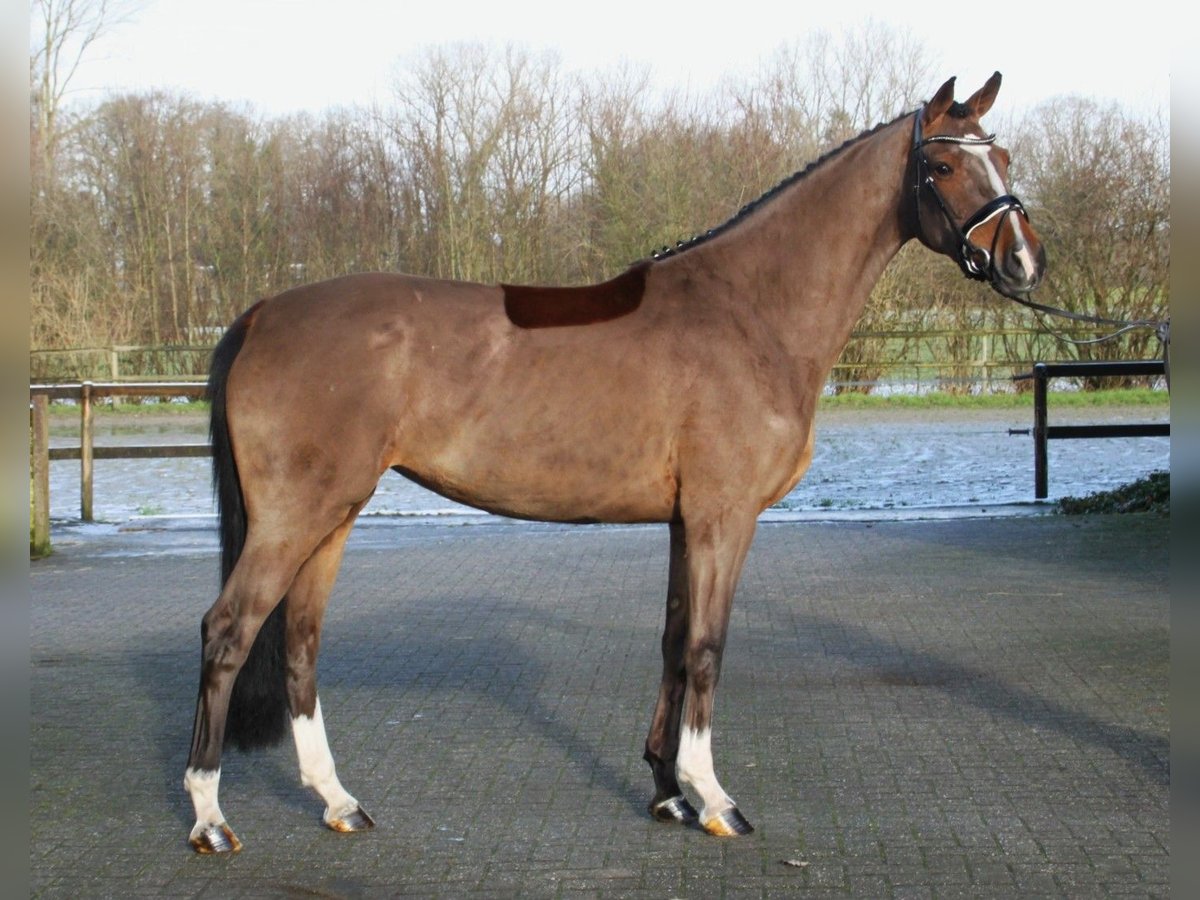 Westfale Stute 5 Jahre 166 cm in Gronau (Westfalen)