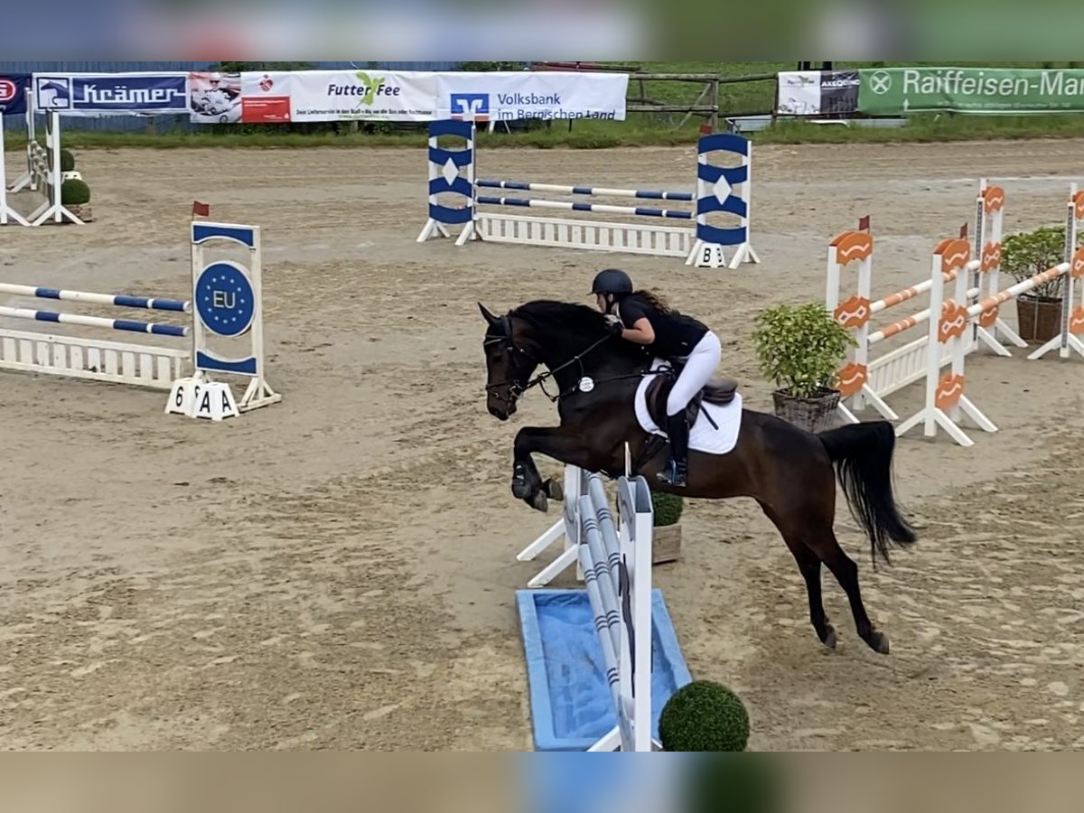Westfale Stute 5 Jahre 166 cm Dunkelbrauner in Essen