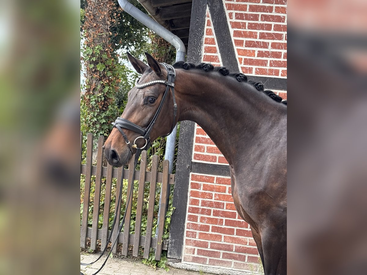 Westfale, Stute in Telgte