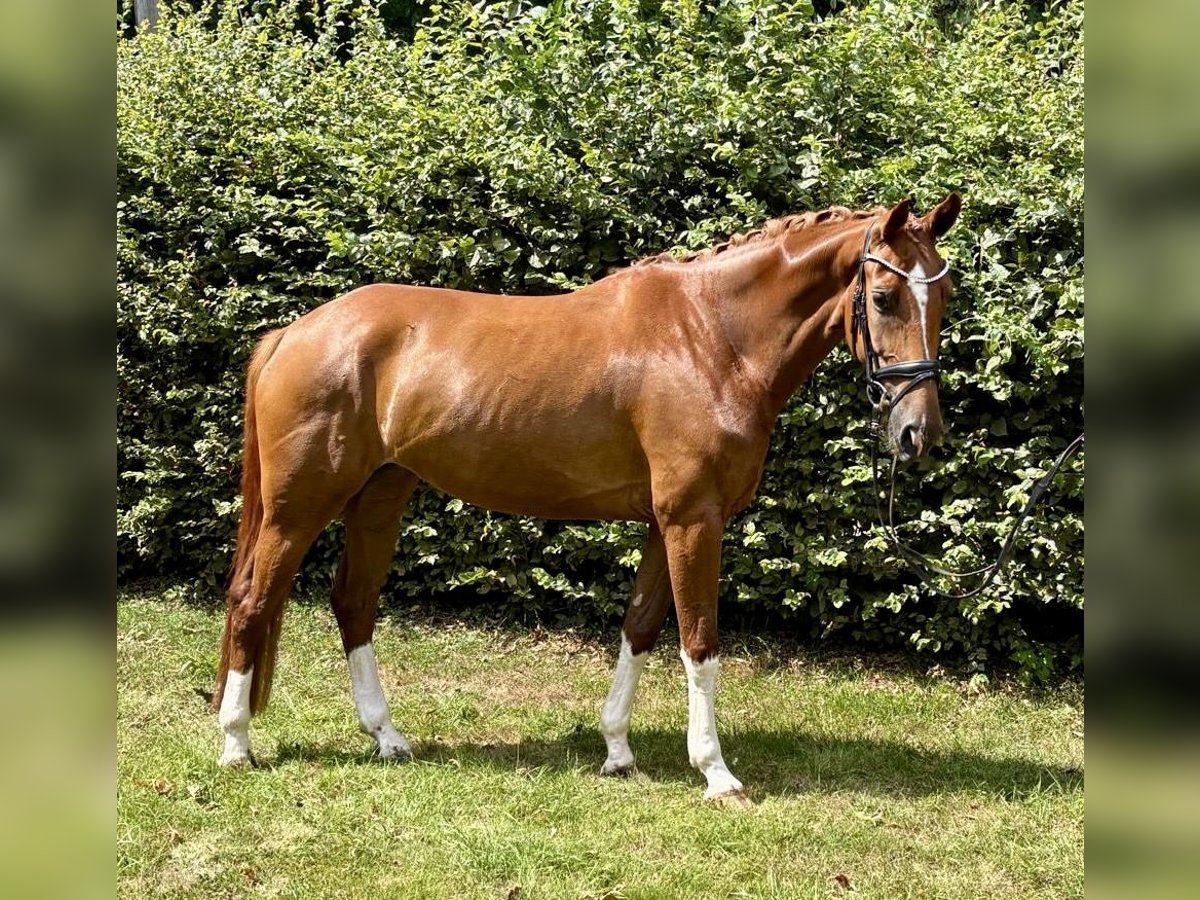 Westfale Stute 5 Jahre 167 cm Fuchs in Neuss