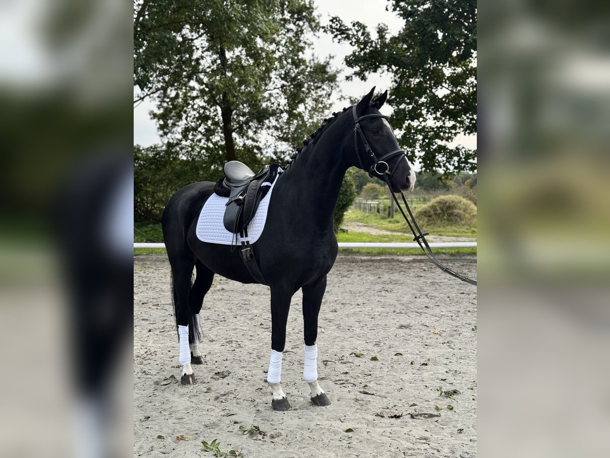 Westfale Stute 5 Jahre 167 cm Rappe in Hamburg Osdorf