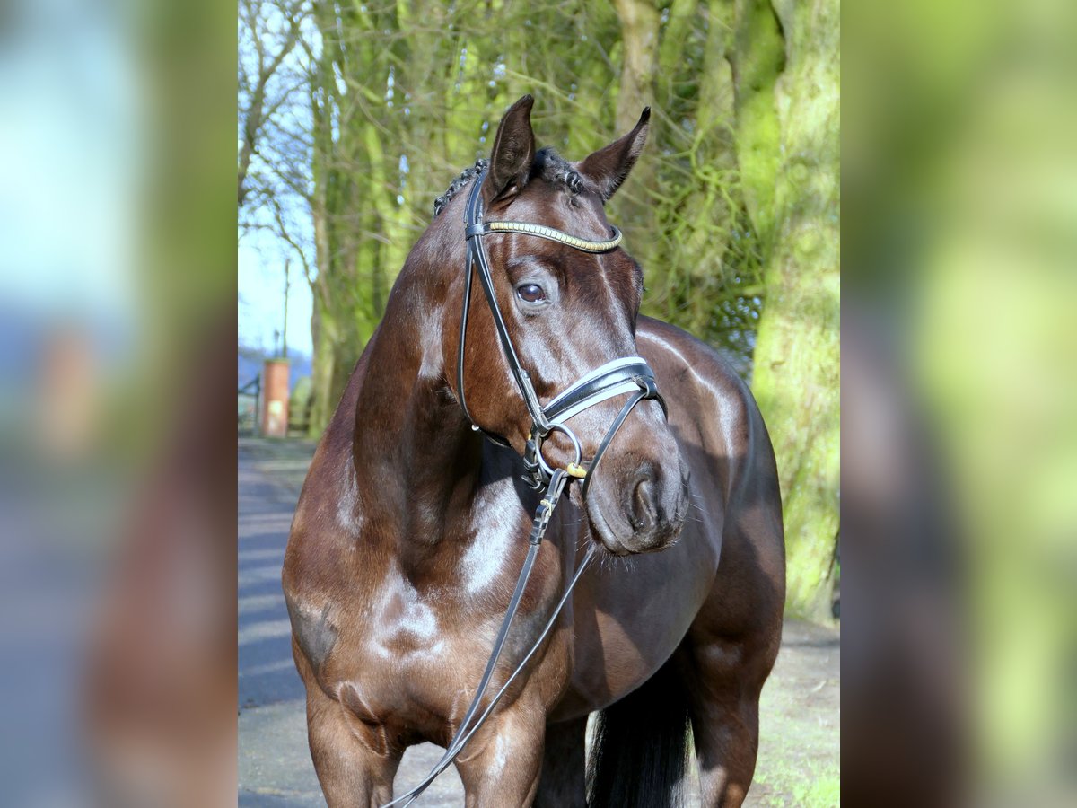 Westfale Stute 5 Jahre 167 cm Rappe in Cappeln (Oldenburg)