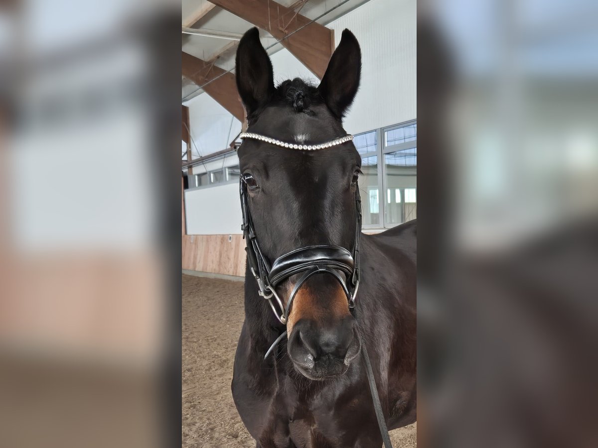 Westfale Stute 5 Jahre 167 cm Schwarzbrauner in Sendenhorst